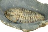 Rare, Bondonella Sdzuyi Trilobite - Taroudant, Morocco #255436-4